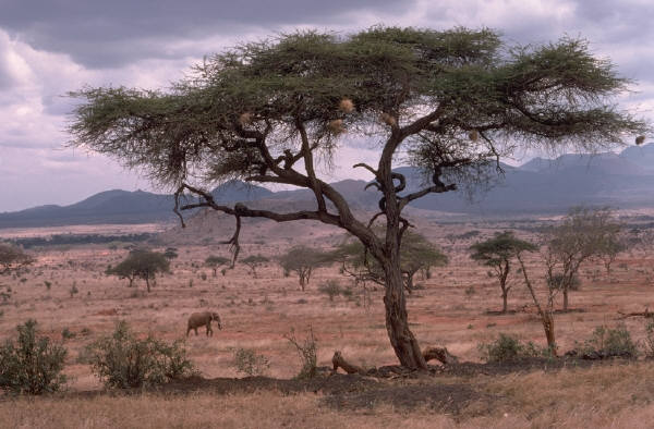 Clip Art: Kenya landscape